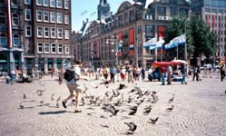 Vince chasing pigeons in Dam Square, Amsterdam