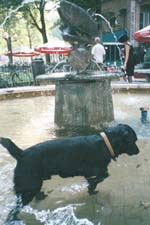 Dog in Fountain after best meal ever in Amsterdam