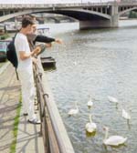 feeding geese in Prauge