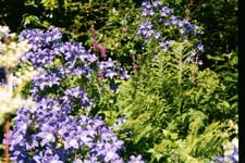 Flower garden at the MacCloud Castle on the Isle of Skye