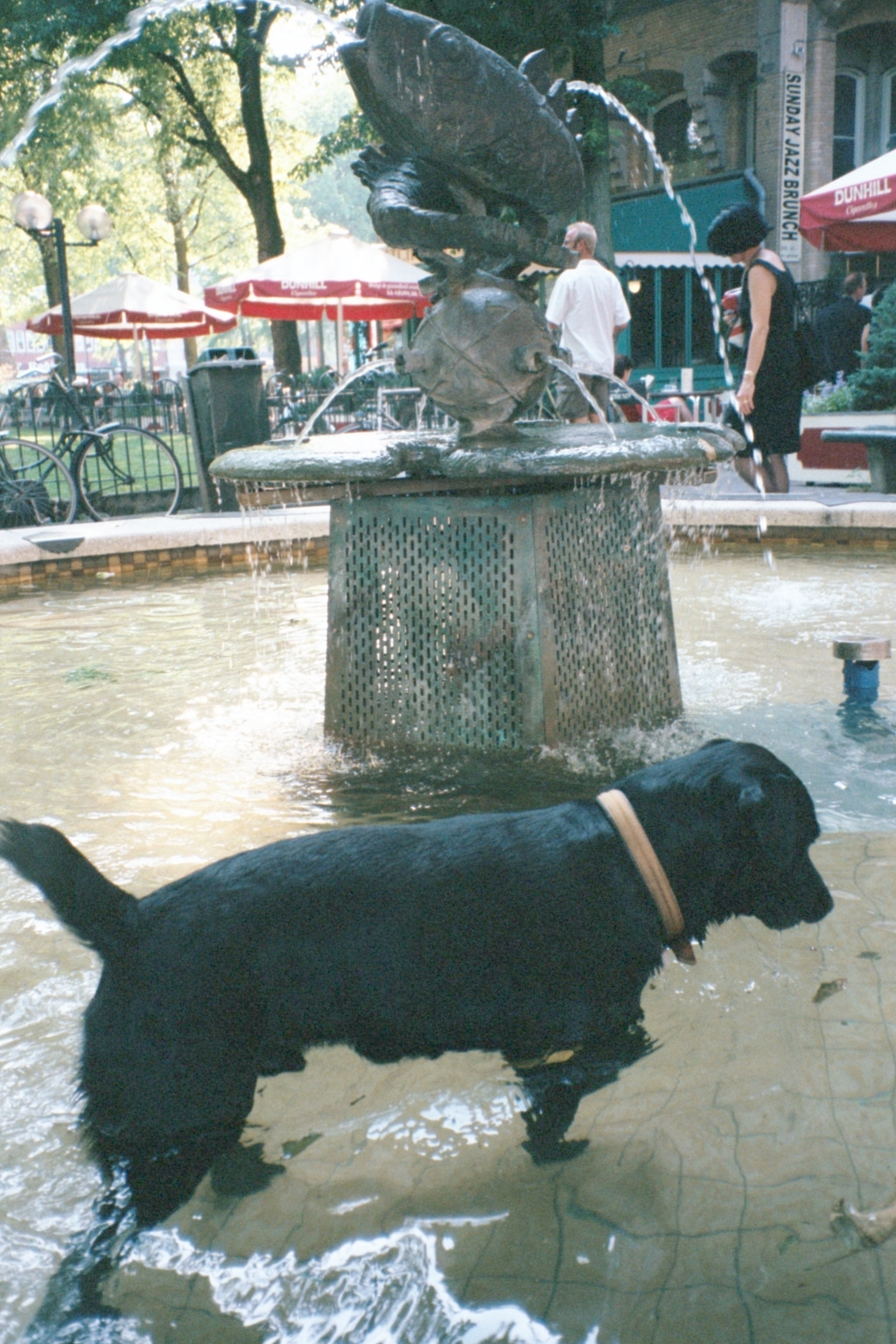 Dog in Fountain after best meal ever in Amsterdam