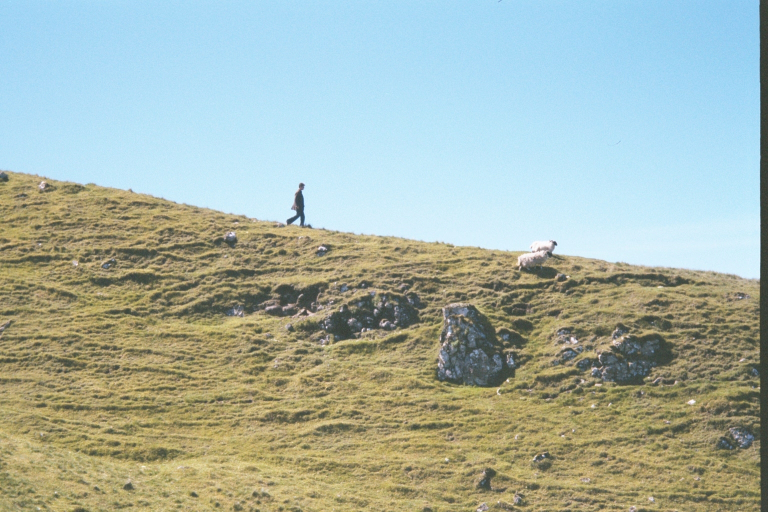 Chasing sheep on the Isle of Skye