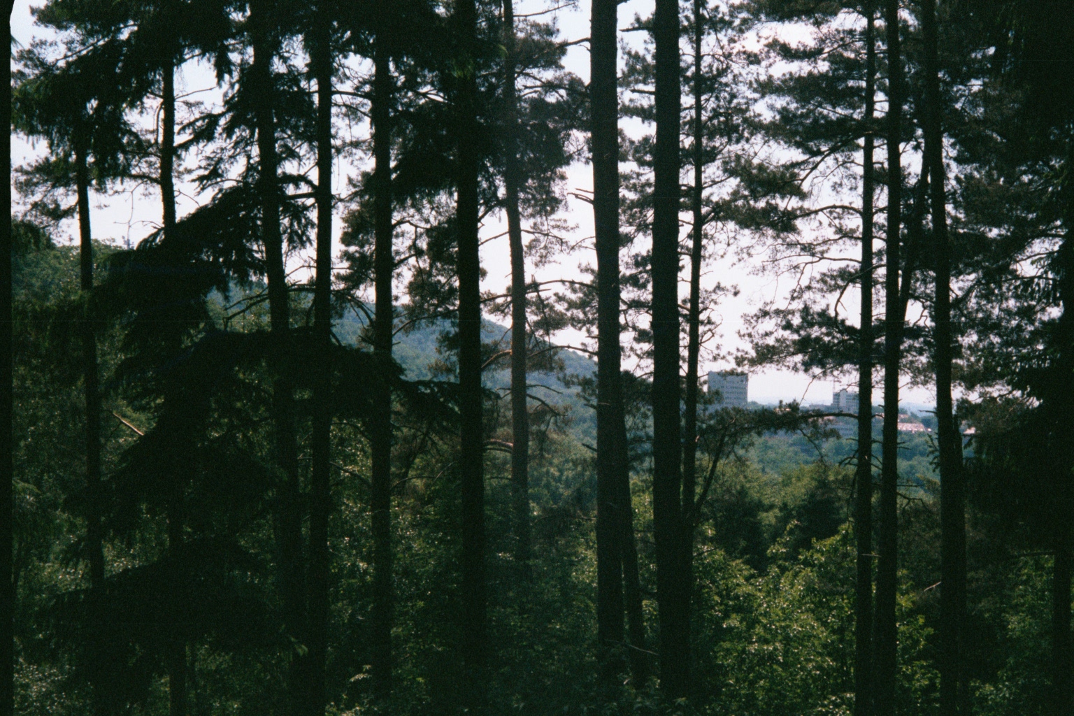 The MPI where I am researching is on a university campus surrounded by wooded hills