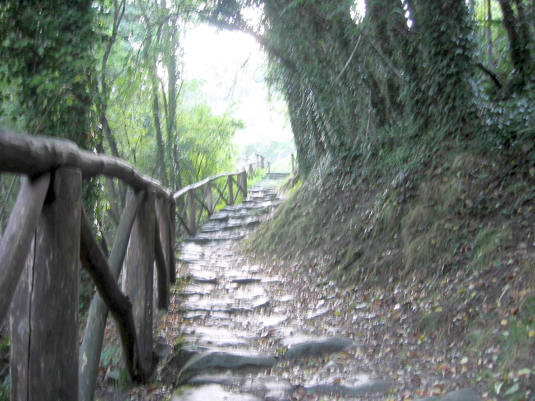 The steps, slick under wooded shade, dead trees help your hand