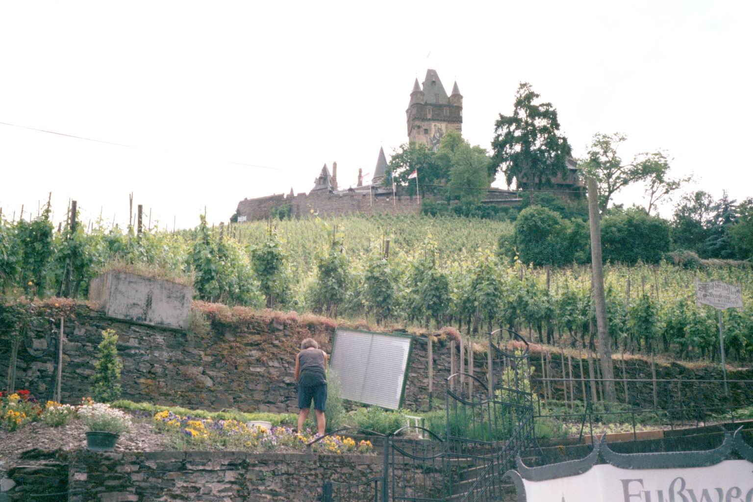 Wine grapes growing on the hill up to the castle